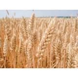 Пшениця озима Балатон 1 репродукція