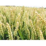 Пшениця яра Леннокс 1 репродукція